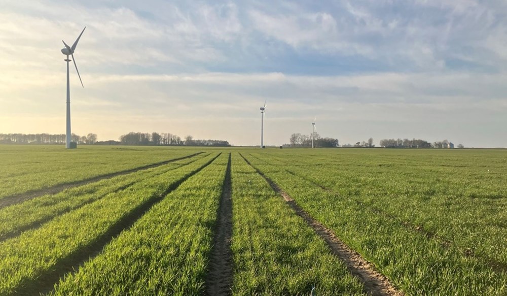 Winter wheat variety plots in a field on a sunny day with wind turbines.